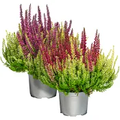 Ljung Colour crown 13 cm.