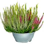 Ljung Calluna i skål 23cm kruka Höjd 25cm varierande färger.