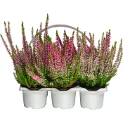 Ljung Calluna Beauty Ladies 6-pack.