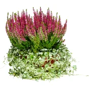 Höstskål 23cm kruka Höjd 30cm lila.