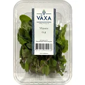 Mynta Färsk 15g Växa odling i Sverige.