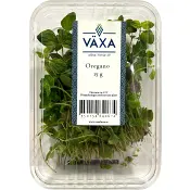 Oregano Färsk 15g Växa odling i Sverige.