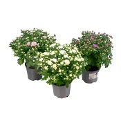 Chryssboll Garden mums, 12cm varierande färger..