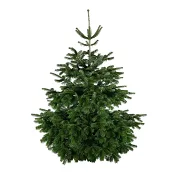 Kungsgran 150-200 cm.