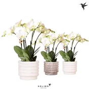 Arr Orkidé 4st mix12cm x4.
