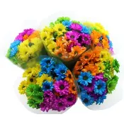 Krysantemum 5 pack rainbow 50 cm.