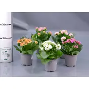 Kalanchoe 10,5 cm mix SE 10st.