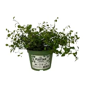 Plättar i luften ICA.