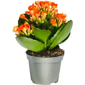 Kalanchoe enkelblommig 6cm x12.