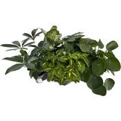 Gröna växter 12cm SE.