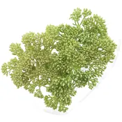 Kärleksört 3 pack 50 cm.