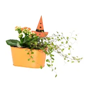 Arr Halloween Häxhatt 16cm x6.