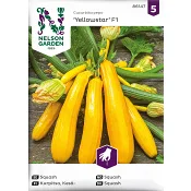 Squash, Yellowstar F1 Nelson Garden.