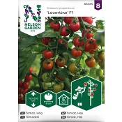 Tomat, Hög, Lovertino F1 Nelson Garden.