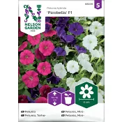 Petunia, Fantasy, mini, bl färger Nelson Garden.