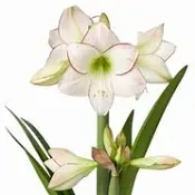 Amaryllis Picasso 13cm SE x8.