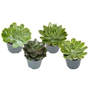 Echeveria mini med glitter 6cm kruka Höjd 12cm.