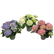 Hortensia 3-4gr 10,5 cm.