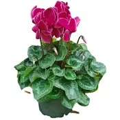 Cyklamen 17cm Jumbo.