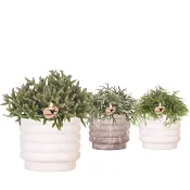 Arr Grönmix i kruka 12cm x4.