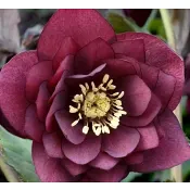 Julros dubbel röd 12 cm.