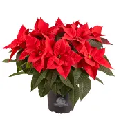 Julstjärna XL 17cm.