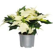 Julstjärna 3-4 grenad 11cm kruka Höjd 18cm vit.