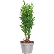 Ädelcypress Elwoodi 5,5cm.