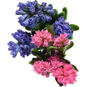 Hyacinter 3-p 35cm varierande färger.