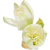 Amaryllis singel 1-p 80cm vit.