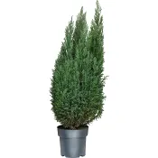 Ädelcypress 21 cm.