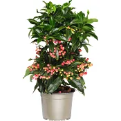 Ardisia med röda bär 14cm kruka höjd ca 35cm.