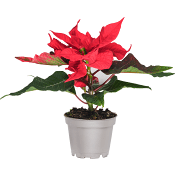 Julstjärna mini 6cm kruka Höjd 12cm röd.