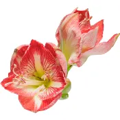 Amaryllis singel 1-p 80cm randig.