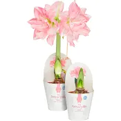 Amaryllis dubbel Rosa 13cm ICA.