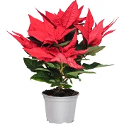 Julstjärna Jester 4-6 gr 12cm kruka Höjd 25cm röd RK ICA.