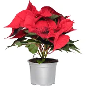 Julstjärna 4-6 grenad 12cm kruka Höjd 32cm Burgundy.