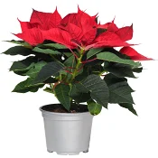 Julstjärna 3-4 grenad med glitter 11cm kruka Höjd 18cm röd.