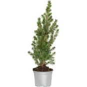 Julträd special 13cm kruka Höjd 45cm.