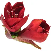 Amaryllis singel 1-p 80 cm vinröd.