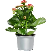 Kalanchoe 10,5cm Höjd 26cm röd.