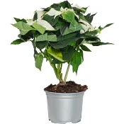 Julstjärna vit med glitter 1-p.