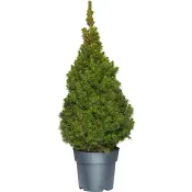 Sockertoppsgran 21 cm.