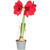 Amaryllis röd 12cm ICA.