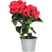 Julstjärna 3-4 grenad 12cm kruka Höjd 30cm röd.