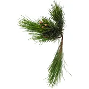 Pinus i bunt 50 cm.