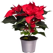 Julstjärna 4-6 grenad 12cm kruka Höjd 32cm röd.