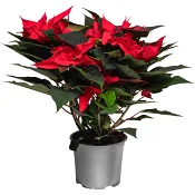 Julstjärna 6-8 gr röd 15 cm.