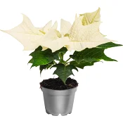 Julstjärna mini 6cm kruka Höjd 12cm vit.