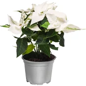 Princettia 12cm Pure White.